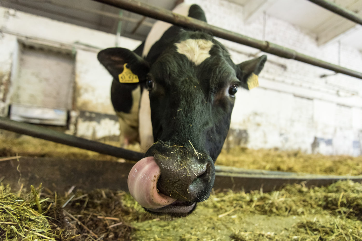 Eine Kuh in einem Stall blickt in die Kamera und leckt mit ihrer Zunge in ihr linkes Nasenloch